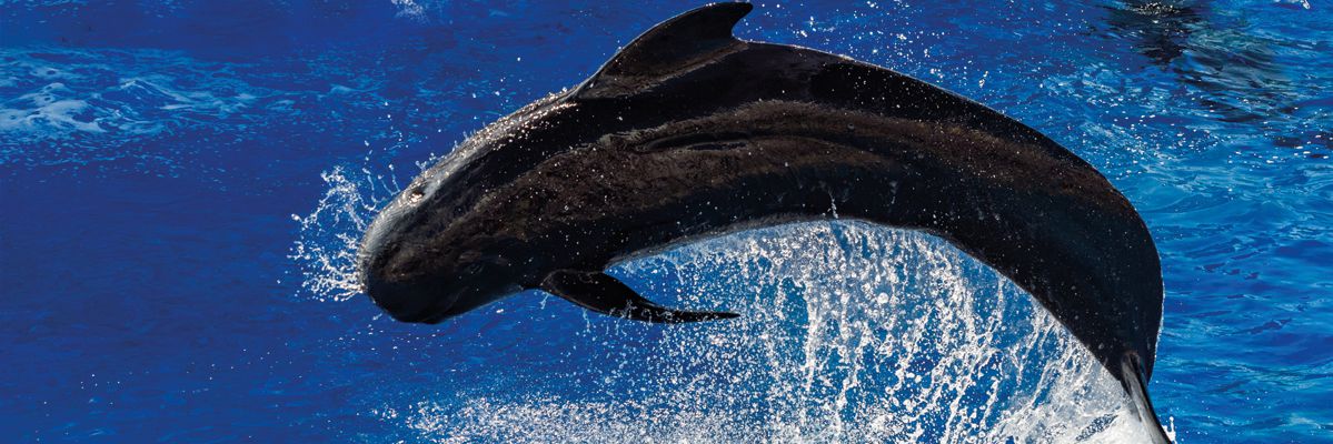 St. Lucia Offshore Mutual Funds