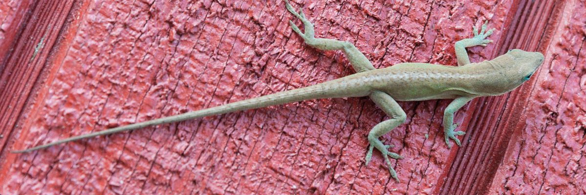 St. Lucia Legal Services