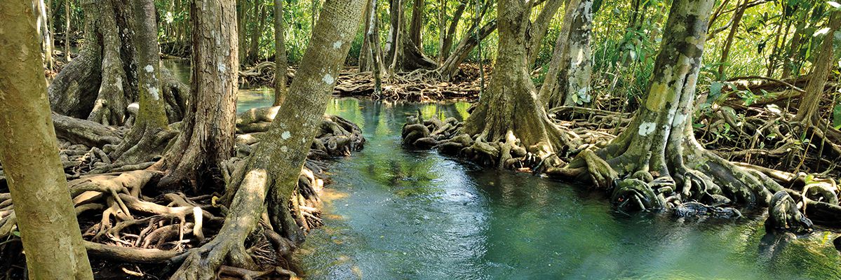 St. Lucia offshore Fiduciary Services