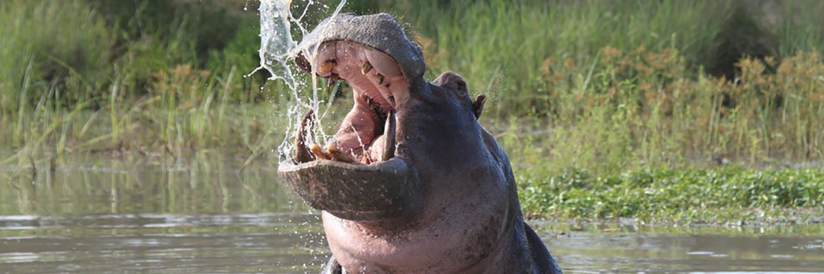 shutterstock_186286010_1199