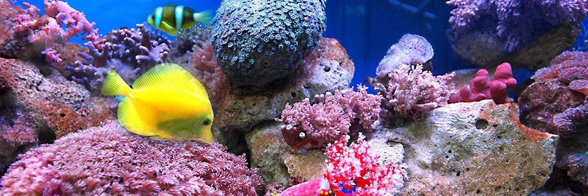 St. Lucia Offshore Banking