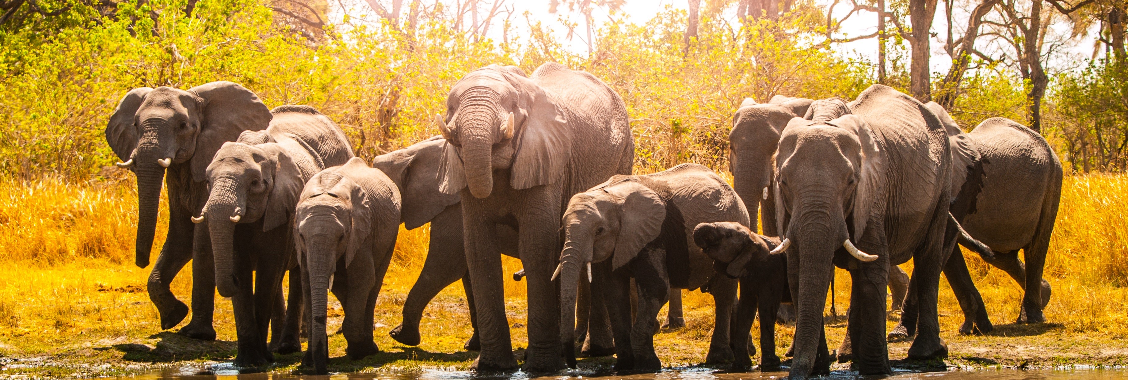 Herd of african elephants at waterhole. Chobe National Park, Okavango Region, Botswana, Africa.